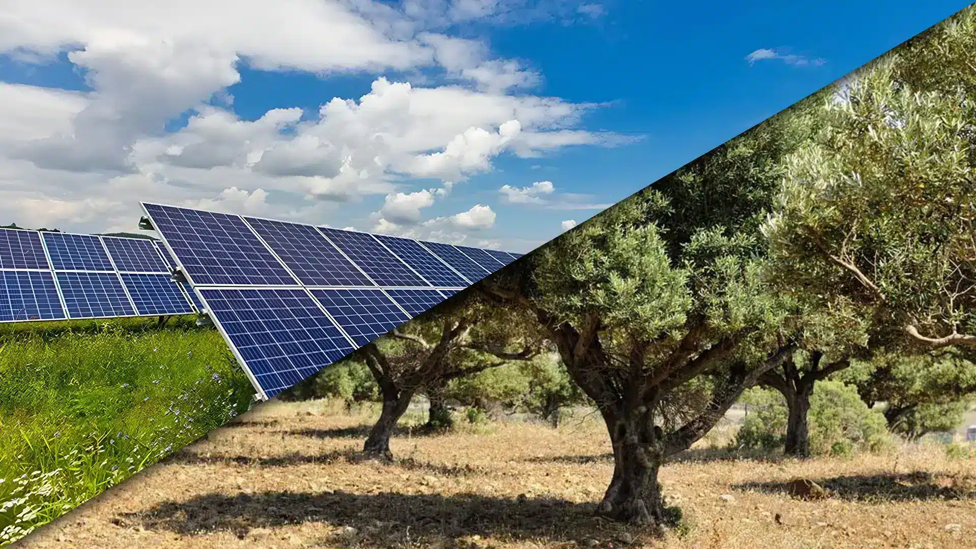 Photovoltaic panels and olive trees